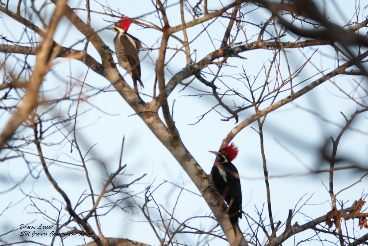 Lineated Woodpecker - Duston Larsen