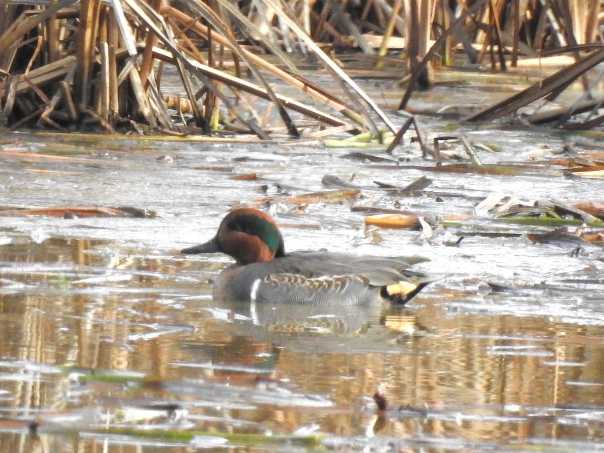 Green-winged Teal - Michael Niven