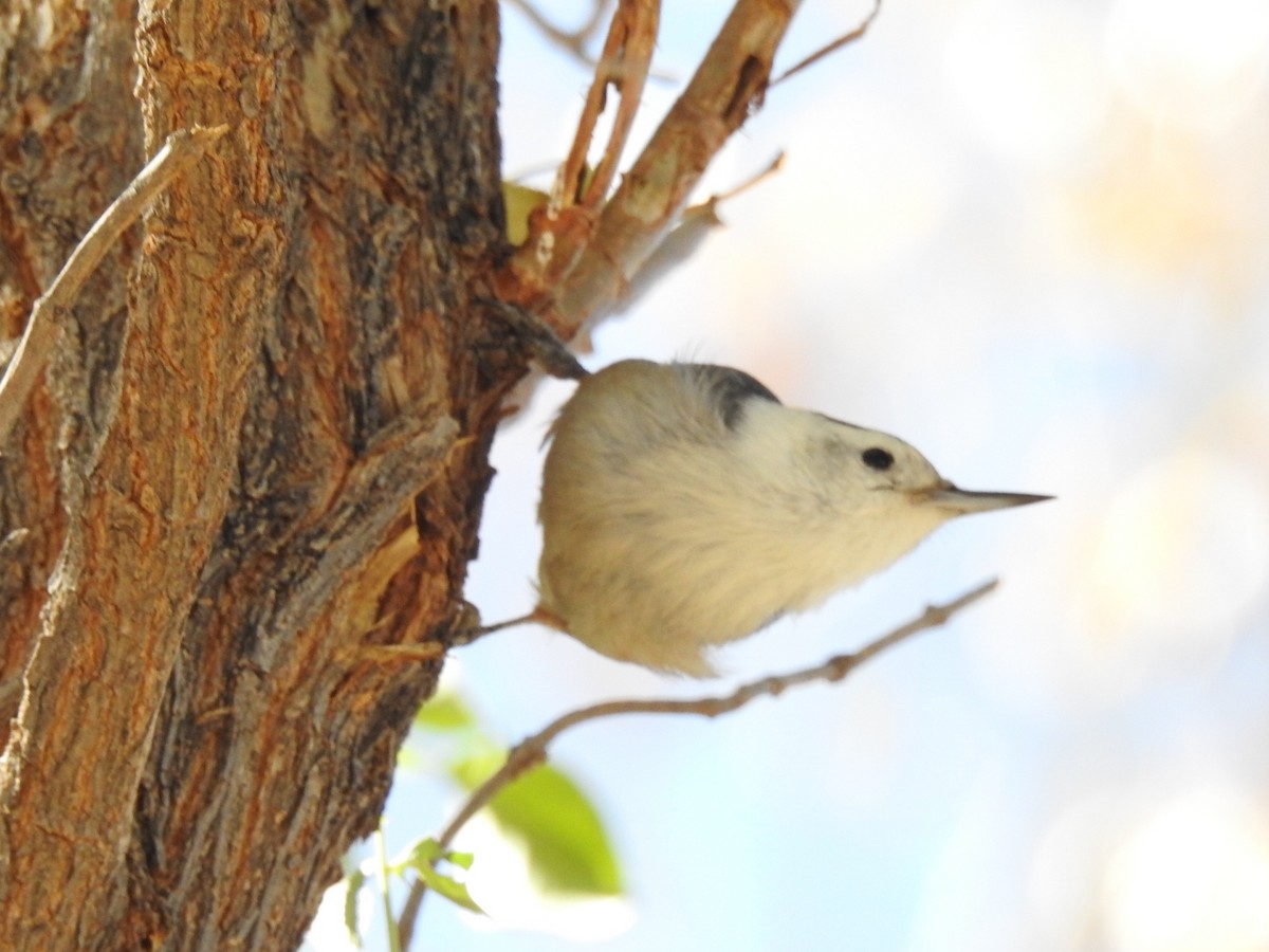 White-breasted Nuthatch - ML187843901