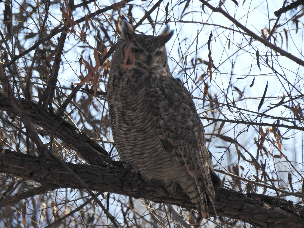 Great Horned Owl - ML187844041