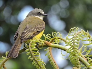  - Gray-capped Flycatcher