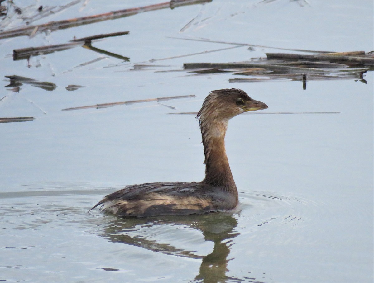 Pied-billed Grebe - Marie D'Auteuil