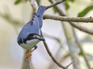  - Hooded Tanager