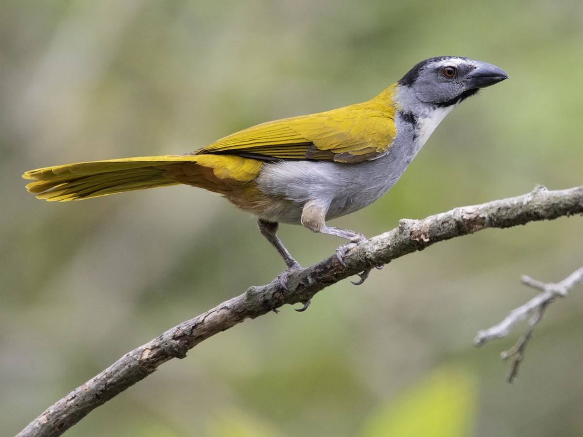 Black-headed Saltator - Saltator atriceps - Birds of the World