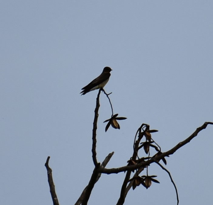 Southern Rough-winged Swallow - ML187858951