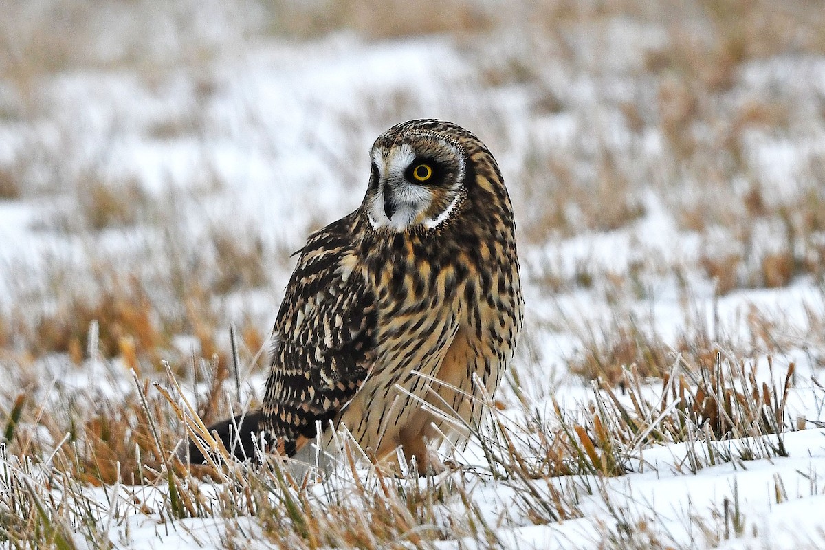 Short-eared Owl - ML187859381