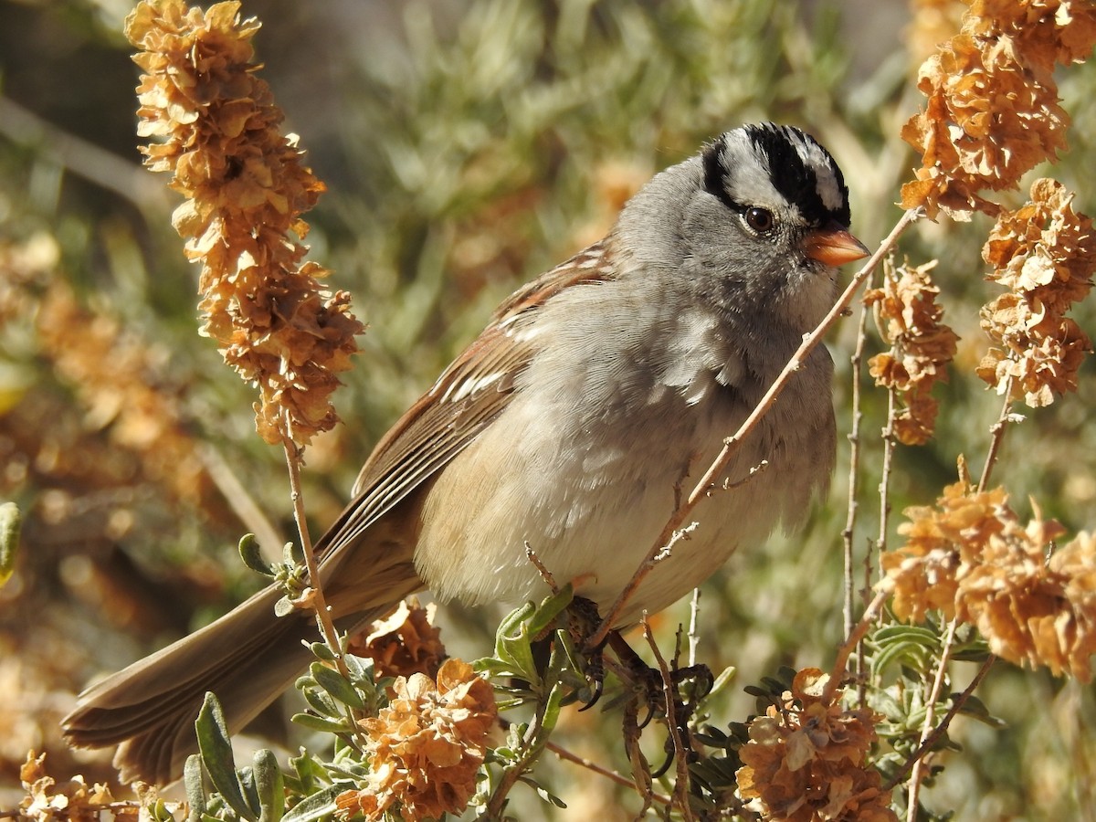White-crowned Sparrow - ML187860421