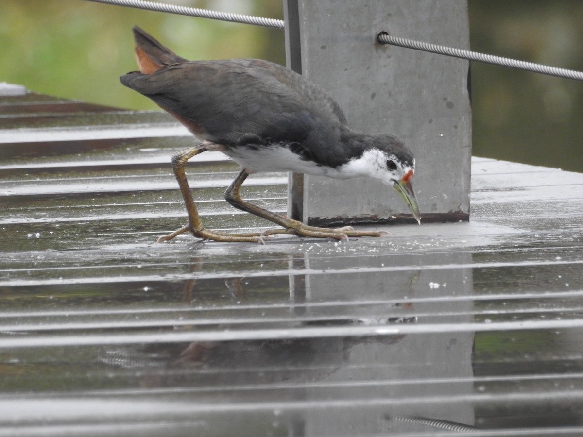 White-breasted Waterhen - Mike Coulson