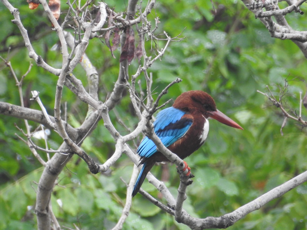 White-throated Kingfisher - Mike Coulson