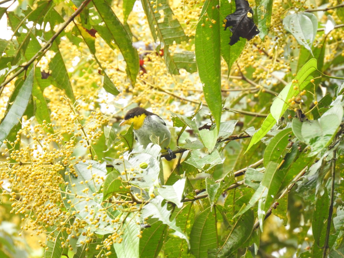 Yellow-backed Tanager - ML187871401