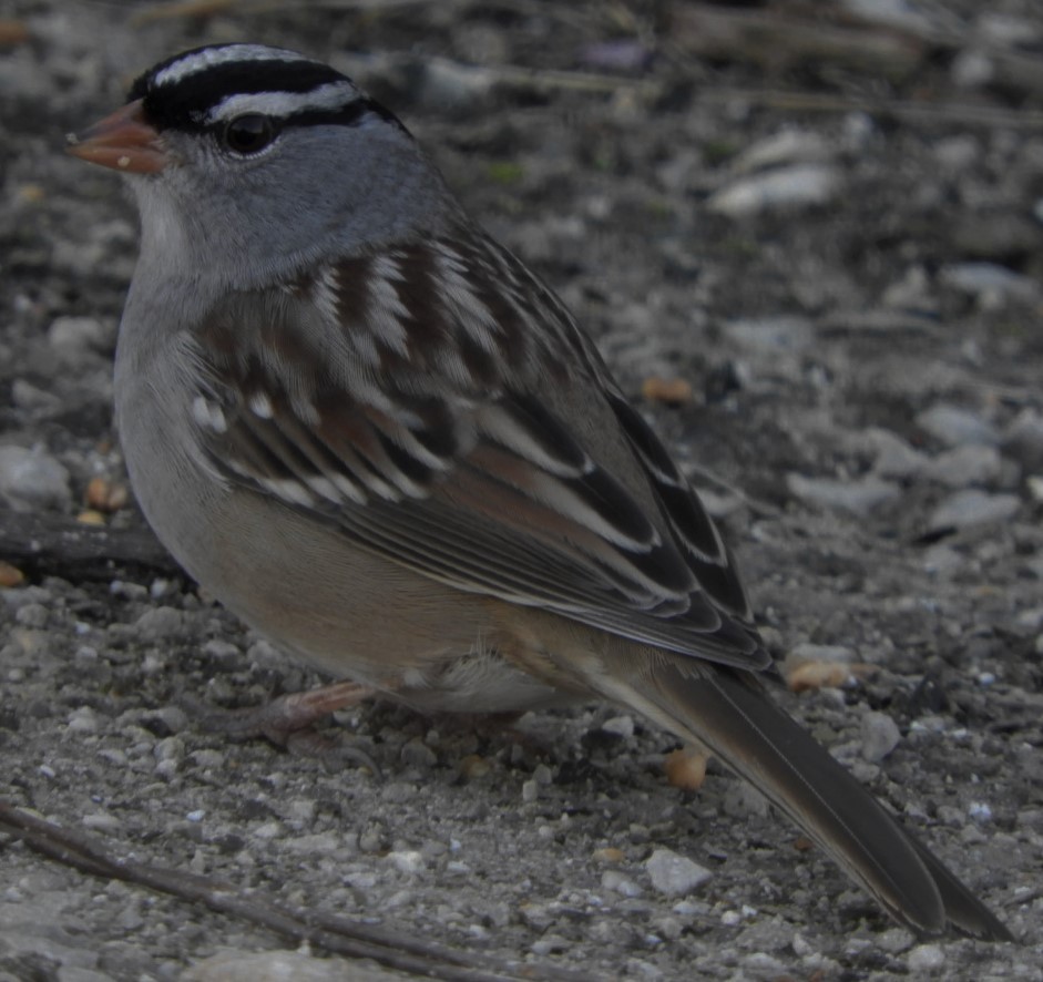 White-crowned Sparrow - ML187873581