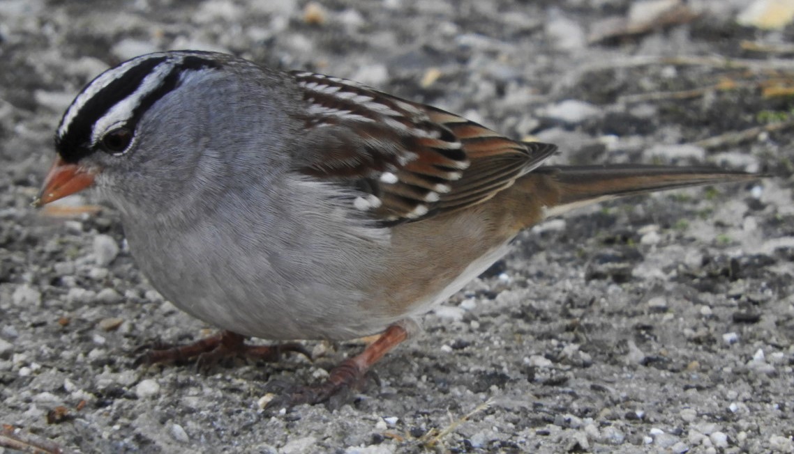 White-crowned Sparrow - ML187873591