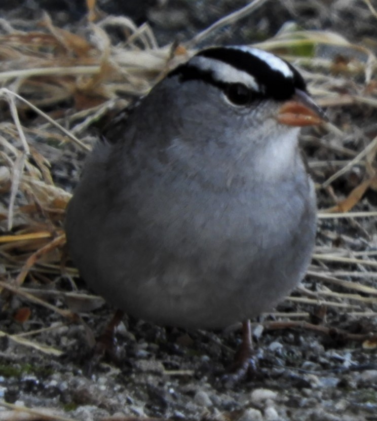 White-crowned Sparrow - ML187873601