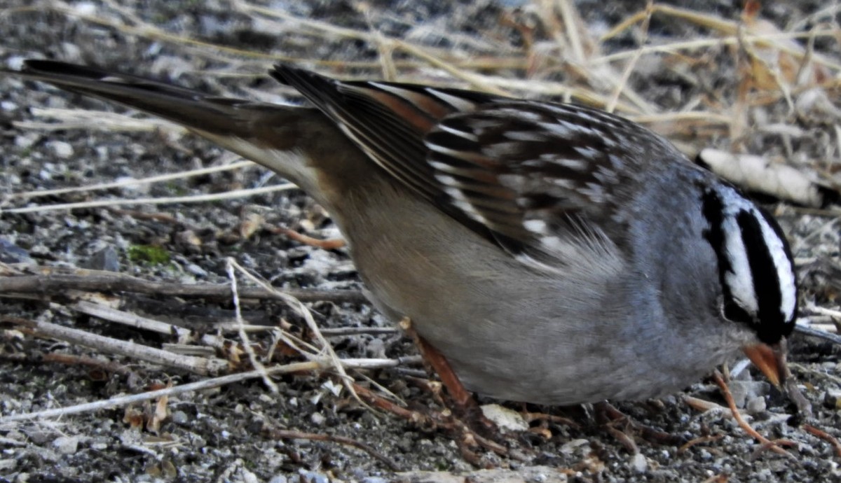 White-crowned Sparrow - ML187873611