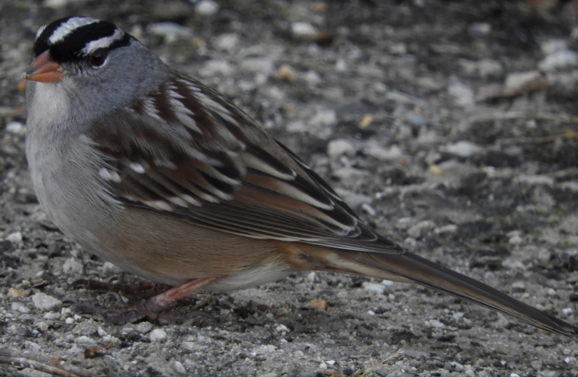 White-crowned Sparrow - Paul McKenzie