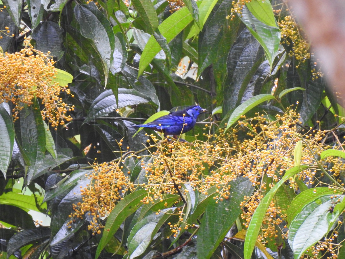 Opal-rumped Tanager - ML187873721