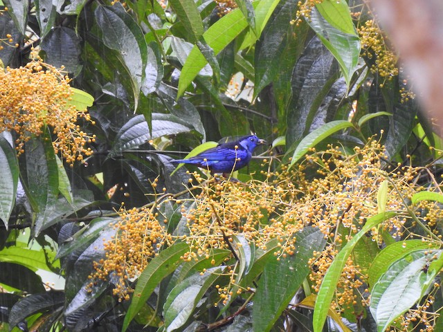 Opal-rumped Tanager