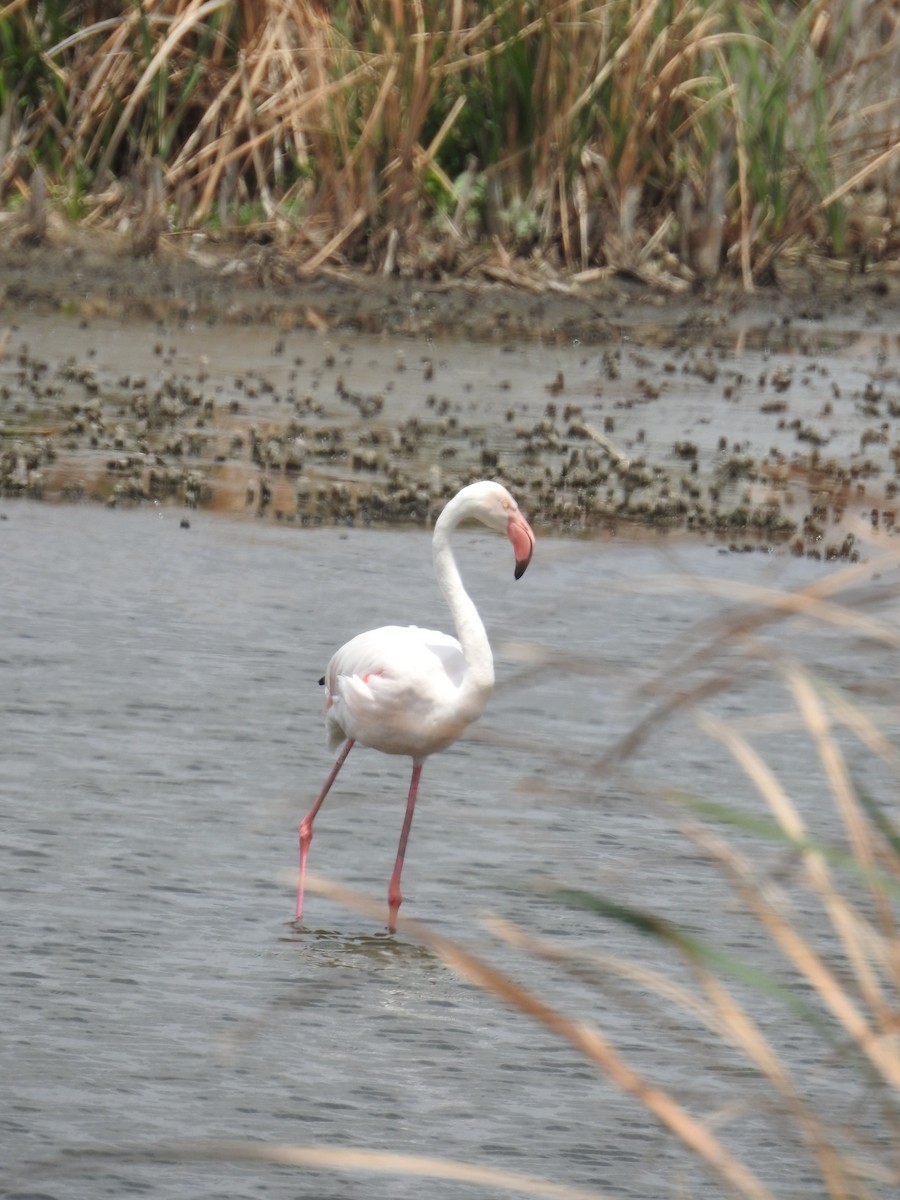 Greater Flamingo - ML187874071