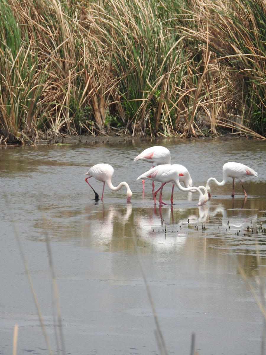 Greater Flamingo - ML187874141