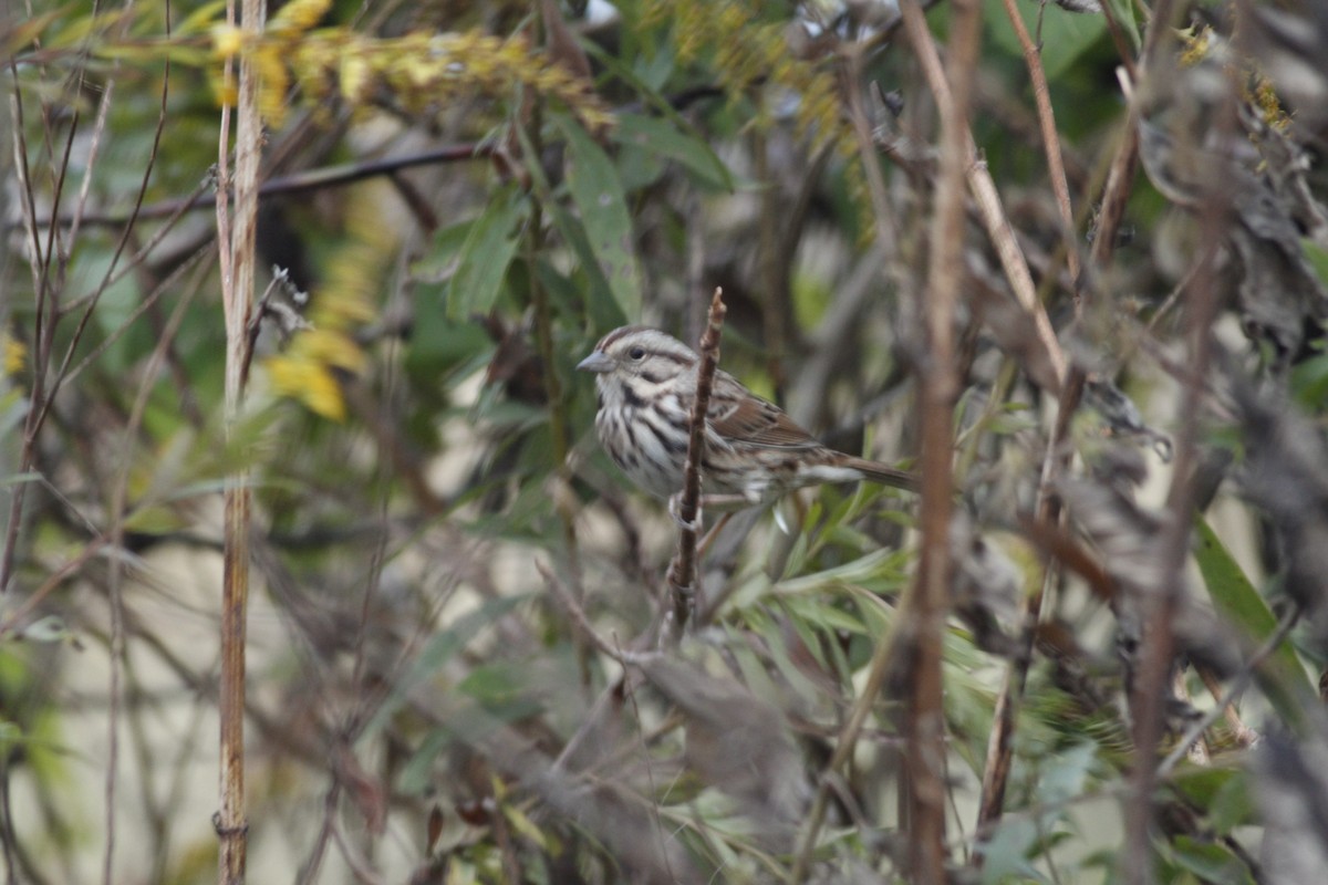Song Sparrow - Colette Micallef