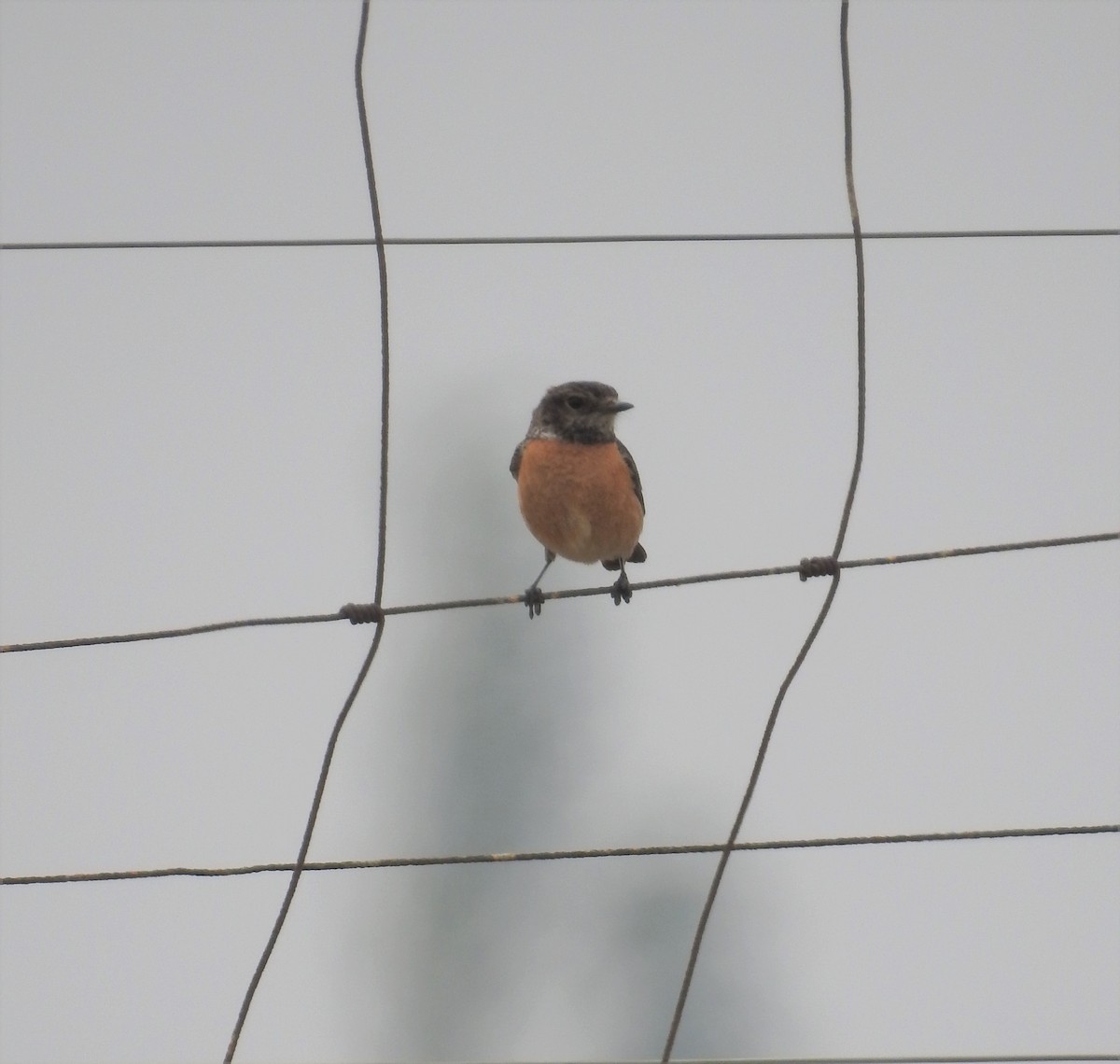 African Stonechat - ML187876011