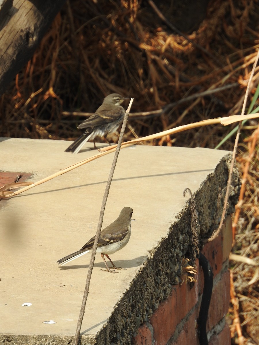 Cape Wagtail - ML187877161