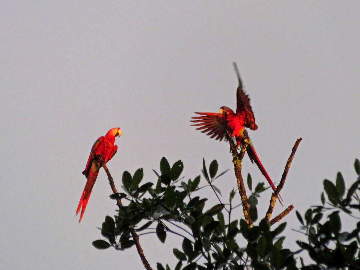 Scarlet Macaw - Brian Henderson