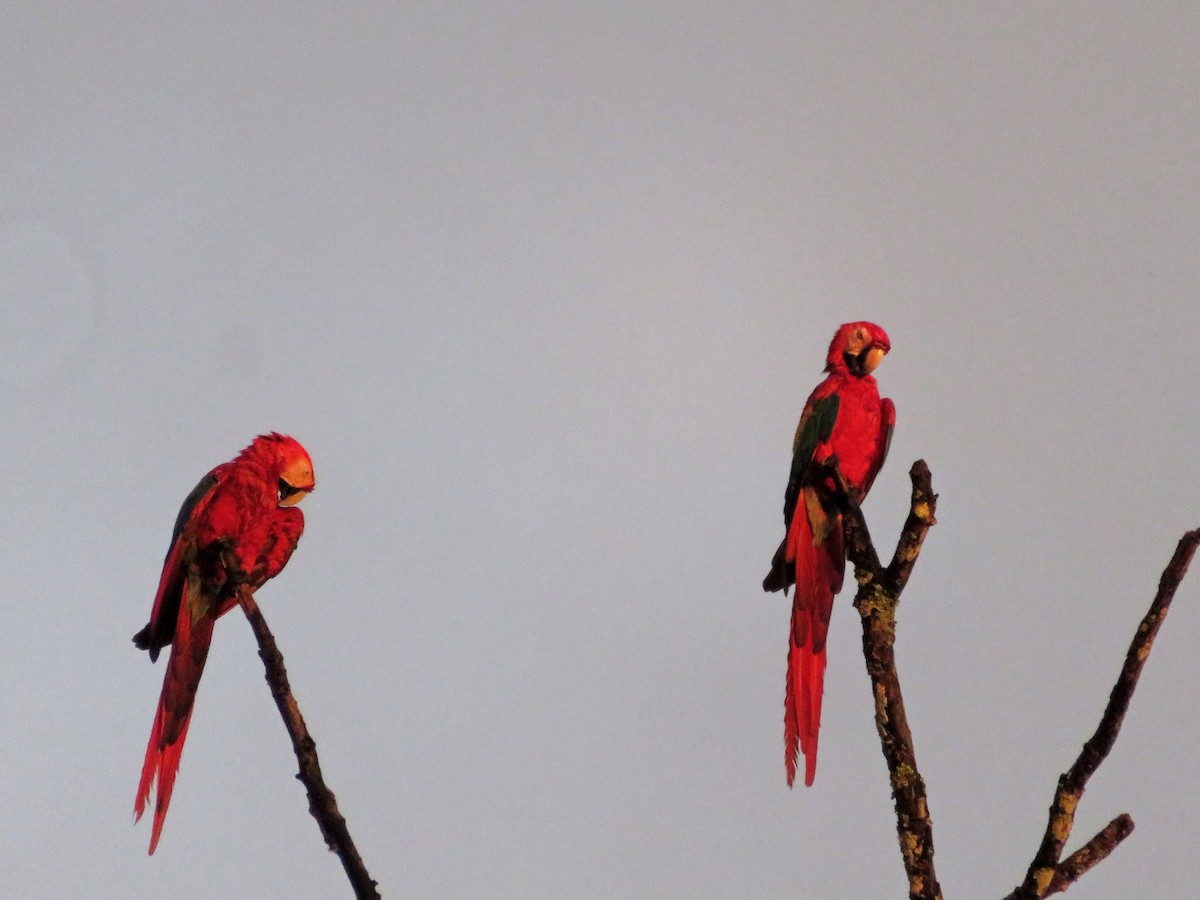 Scarlet Macaw - ML187877741