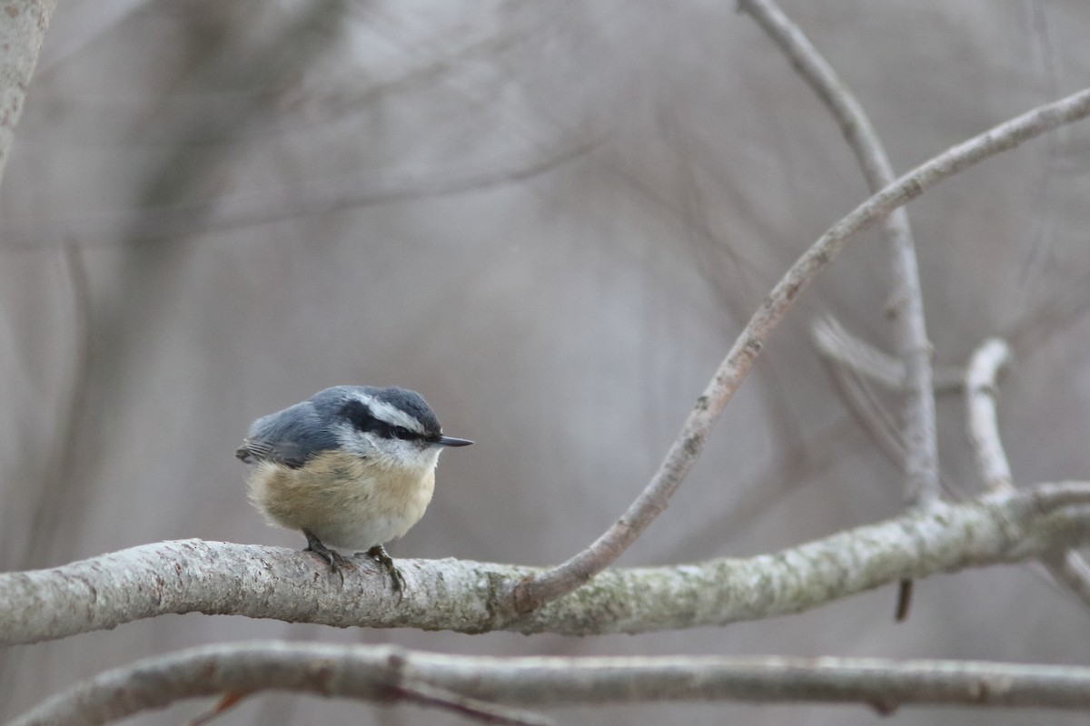 Red-breasted Nuthatch - ML187880361