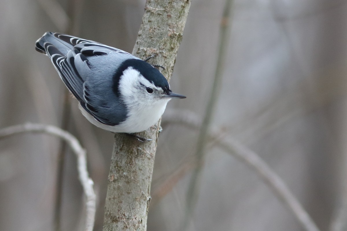 White-breasted Nuthatch - ML187880381