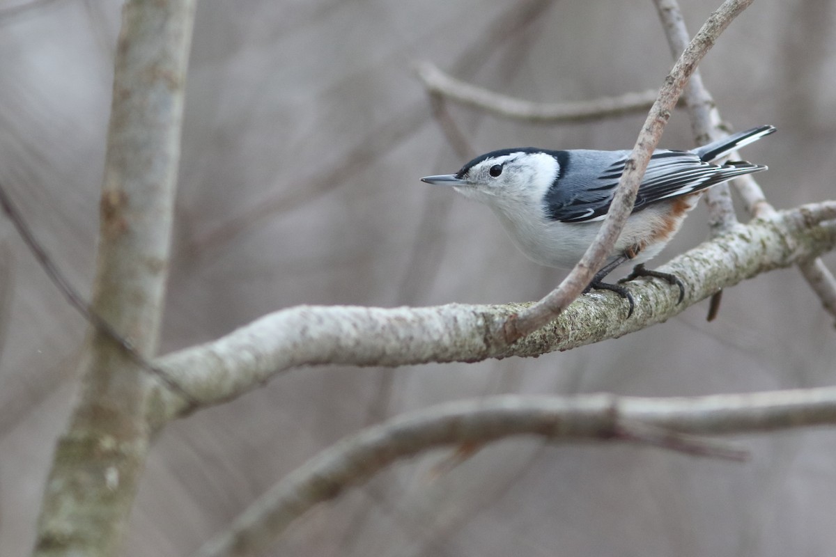 White-breasted Nuthatch - ML187880511