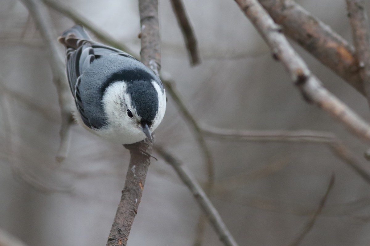 White-breasted Nuthatch - ML187880531