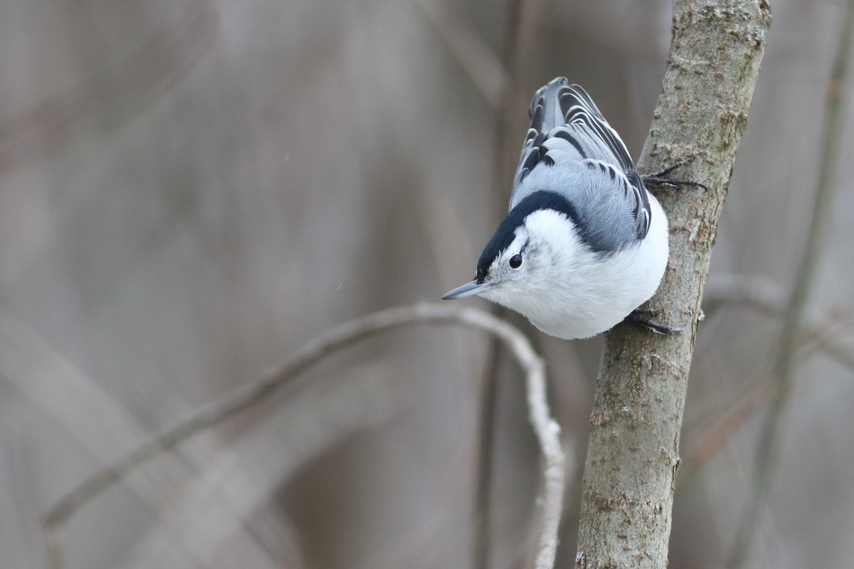 White-breasted Nuthatch - ML187880571
