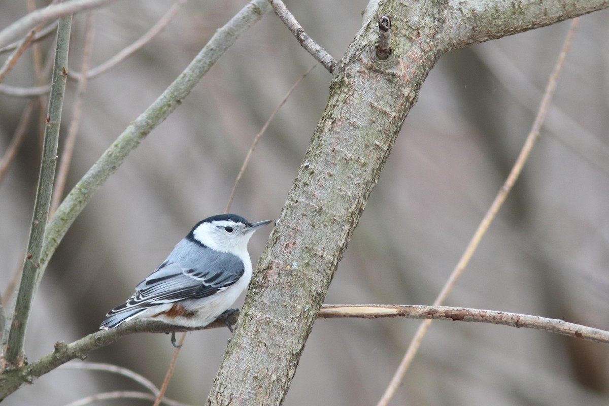 White-breasted Nuthatch - Frank Pinilla