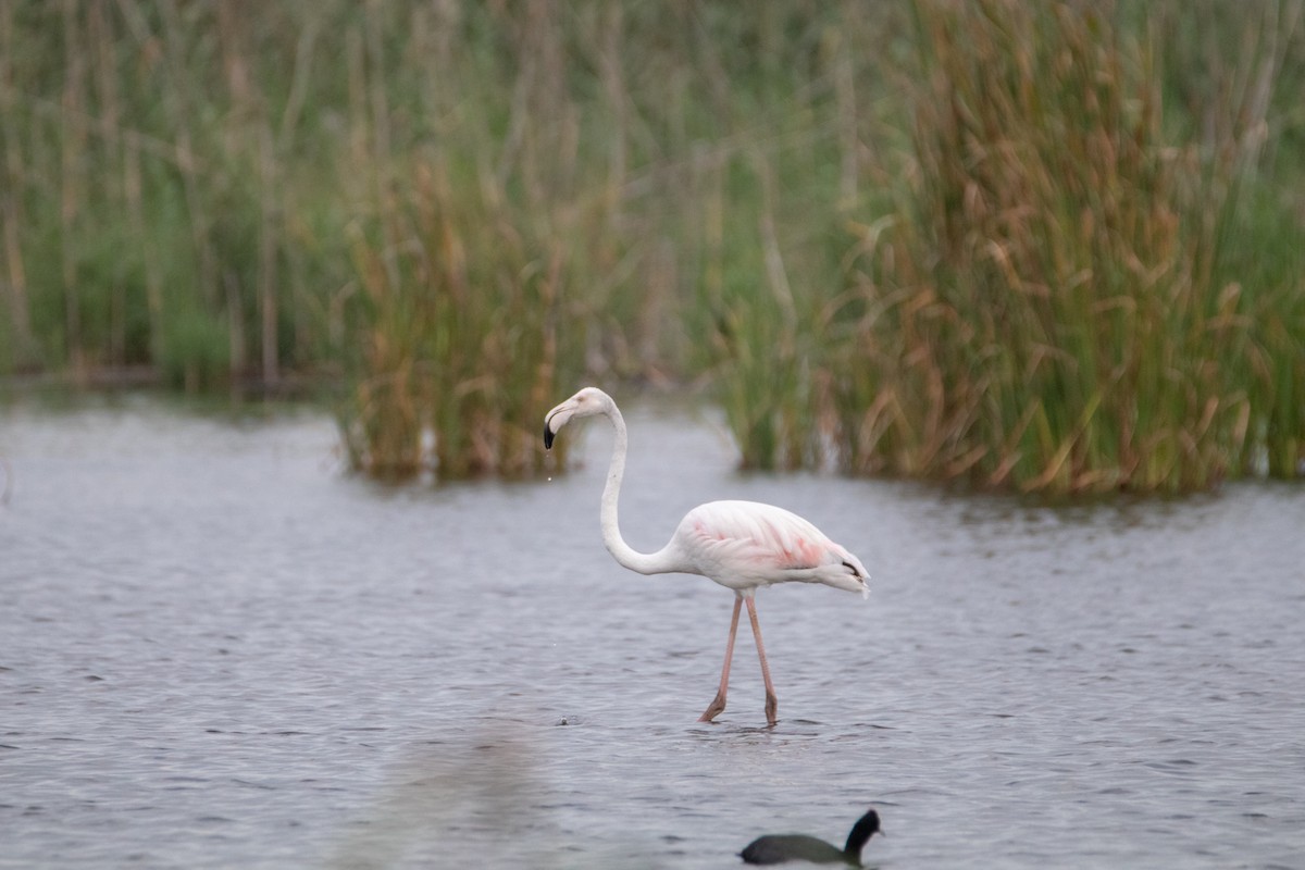 Greater Flamingo - ML187884361