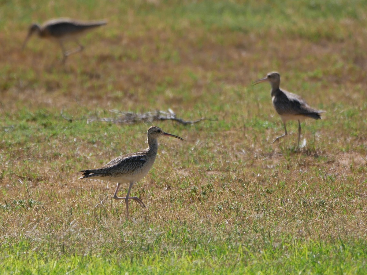 Little Curlew - ML187892401