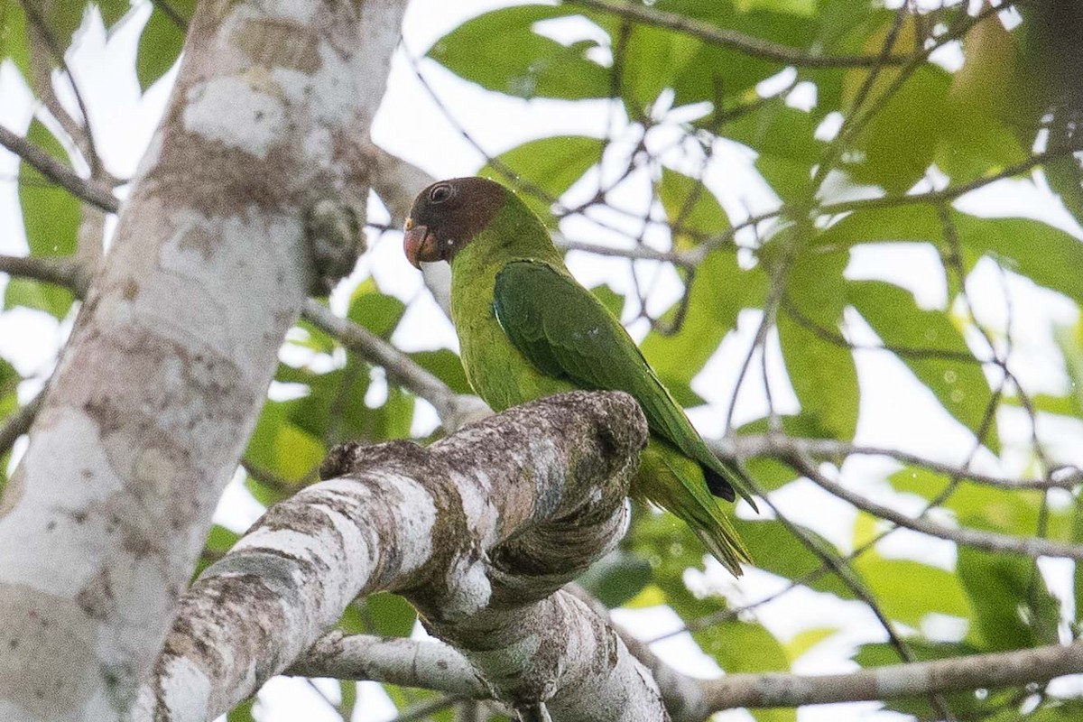Red-cheeked Parrot - ML187892431