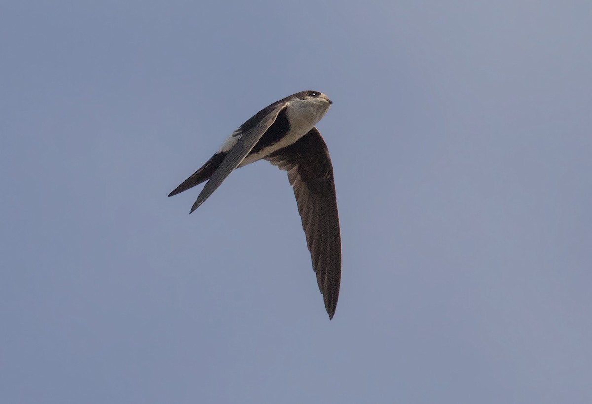 White-throated Swift - Iris Kilpatrick
