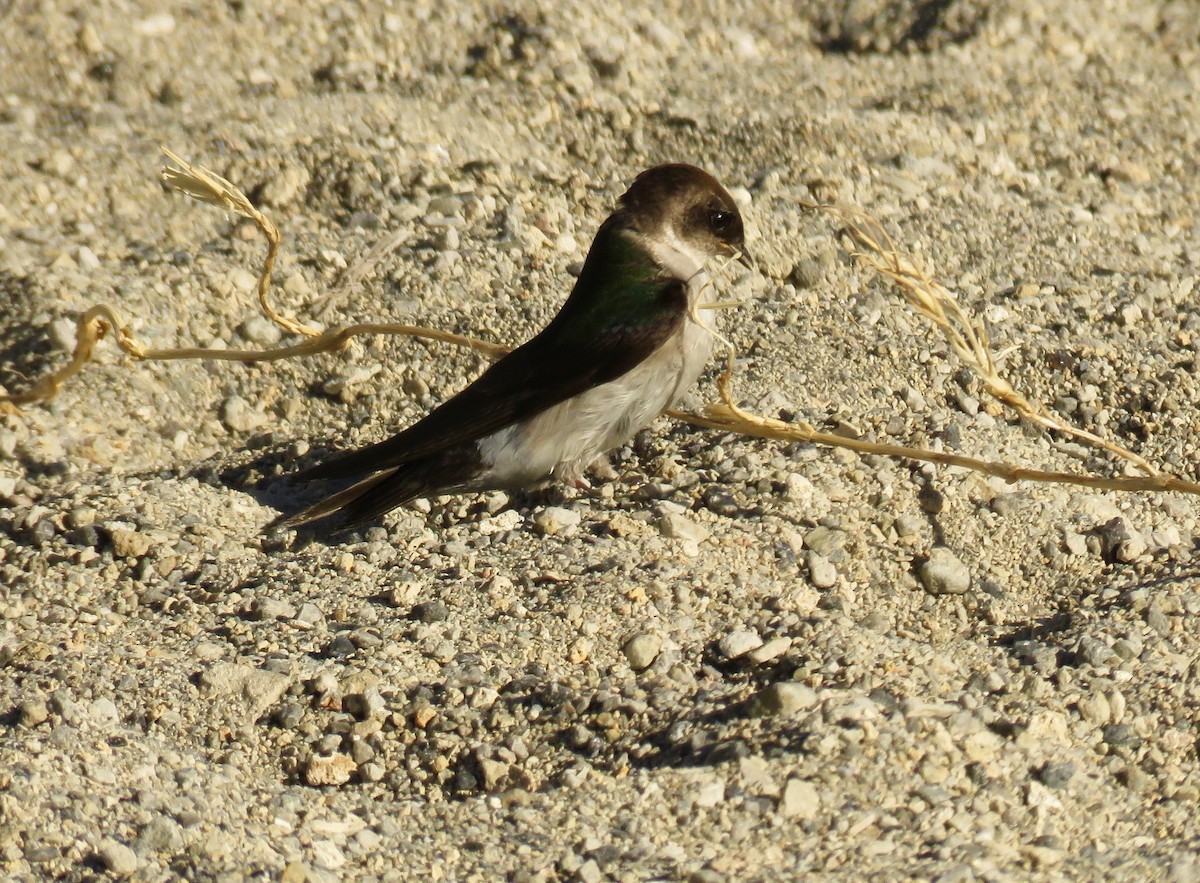 Violet-green Swallow - ML187893431
