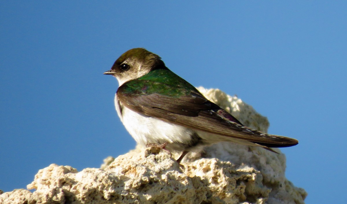 Violet-green Swallow - Petra Clayton