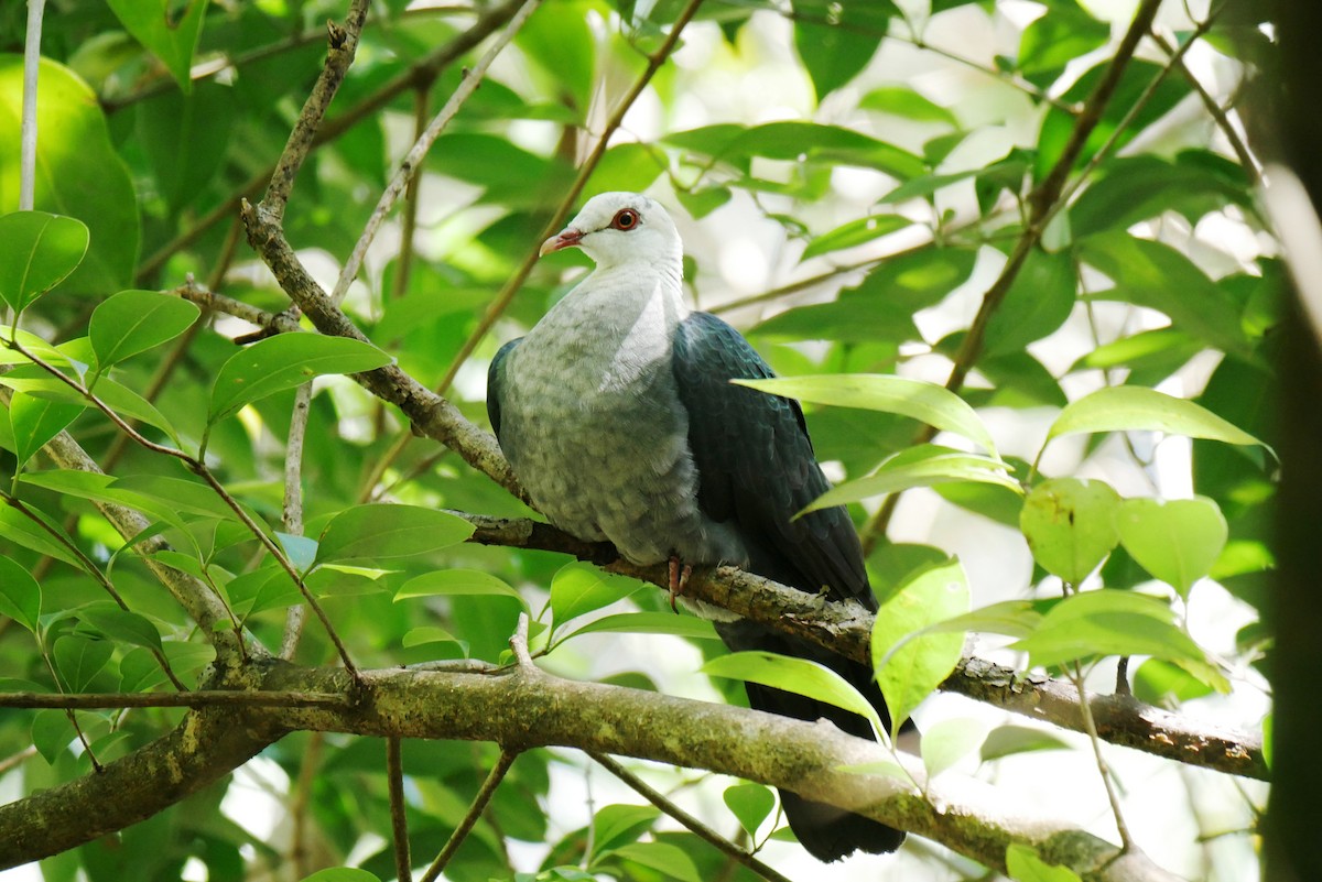 White-headed Pigeon - ML187896581