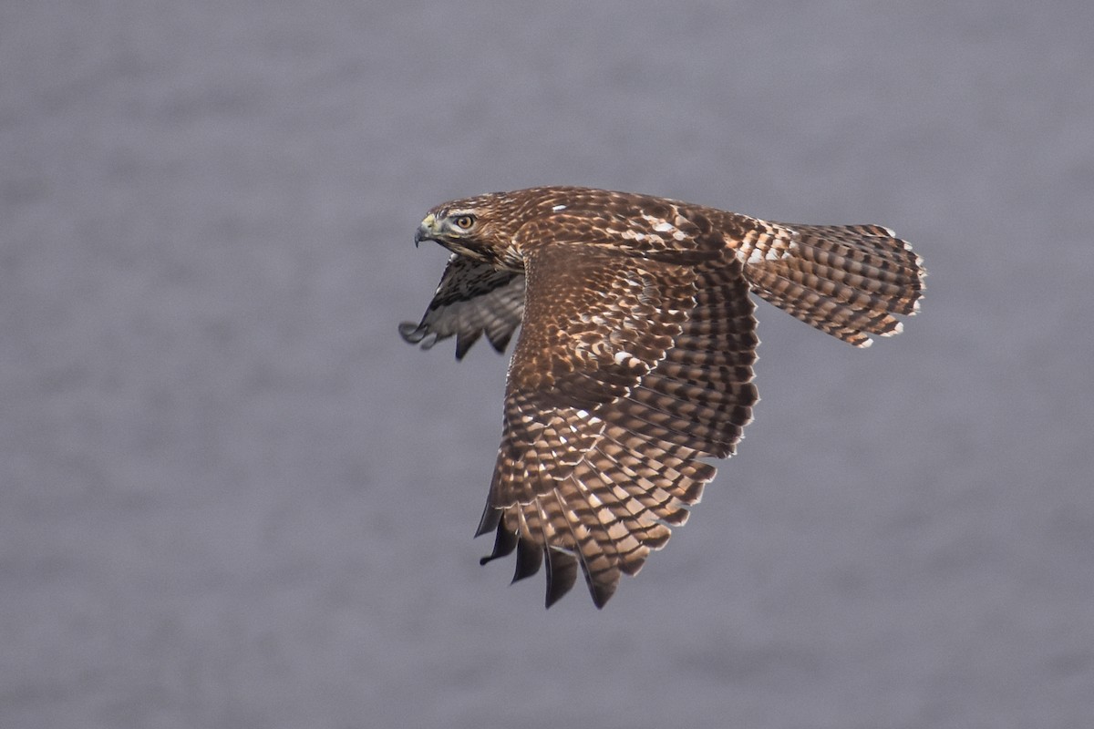 Red-tailed Hawk - ML187896631