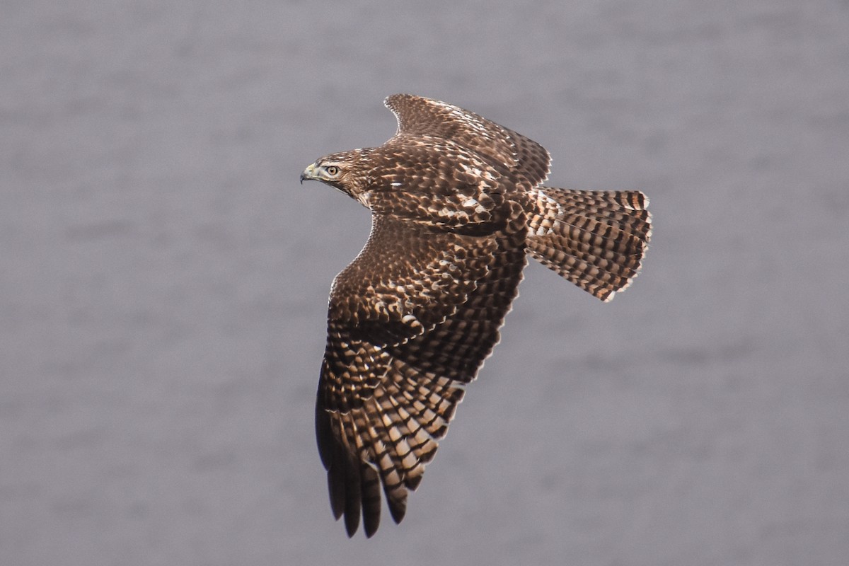 Red-tailed Hawk - ML187896651