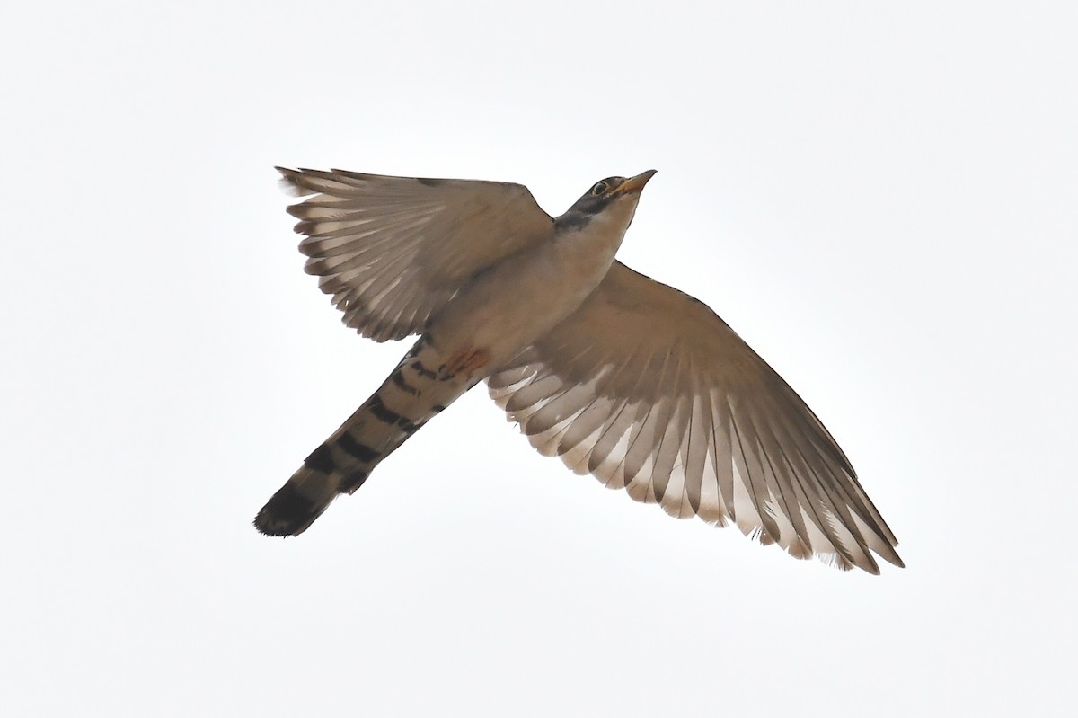 Thick-billed Cuckoo - ML187898181