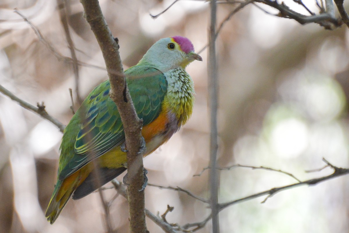 Rose-crowned Fruit-Dove - ML187898271