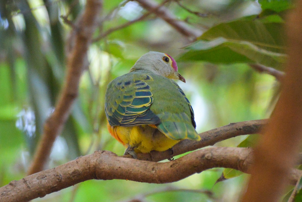 Rose-crowned Fruit-Dove - ML187898351