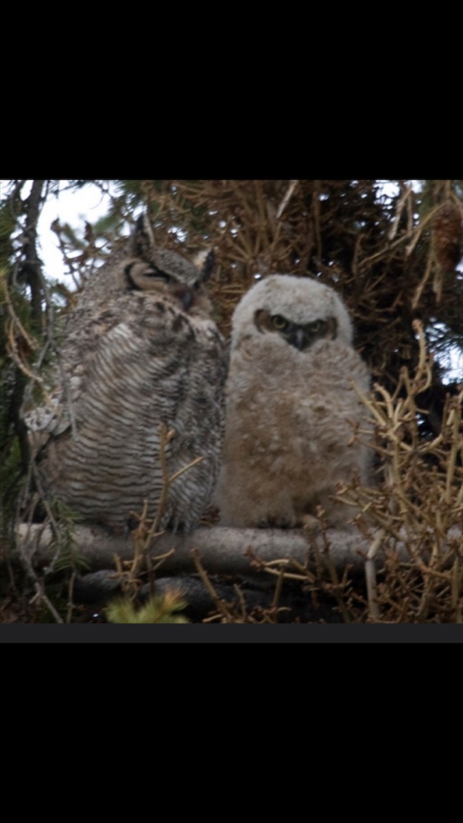 Great Horned Owl - ML187900561