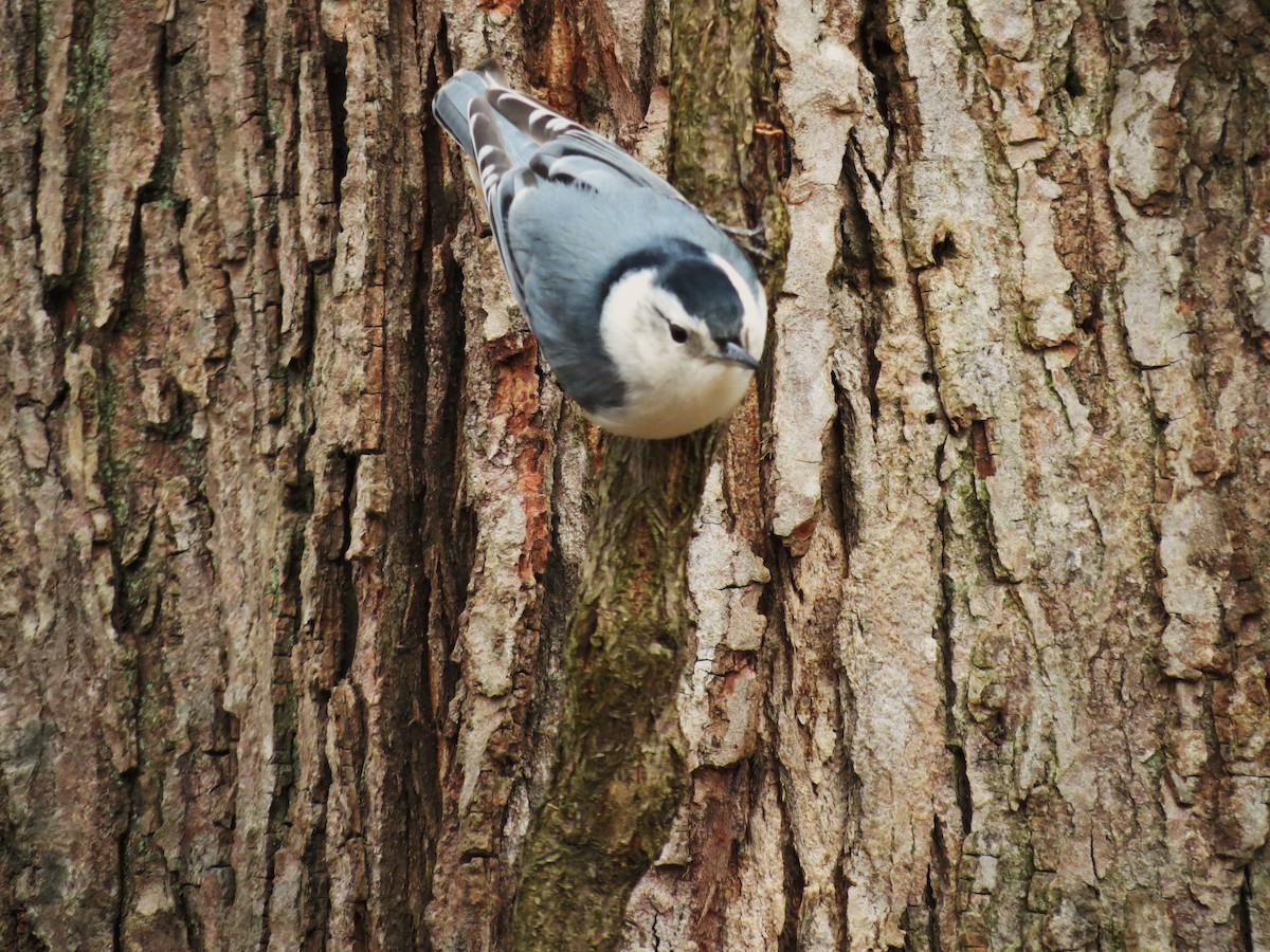 White-breasted Nuthatch - Tim Carney