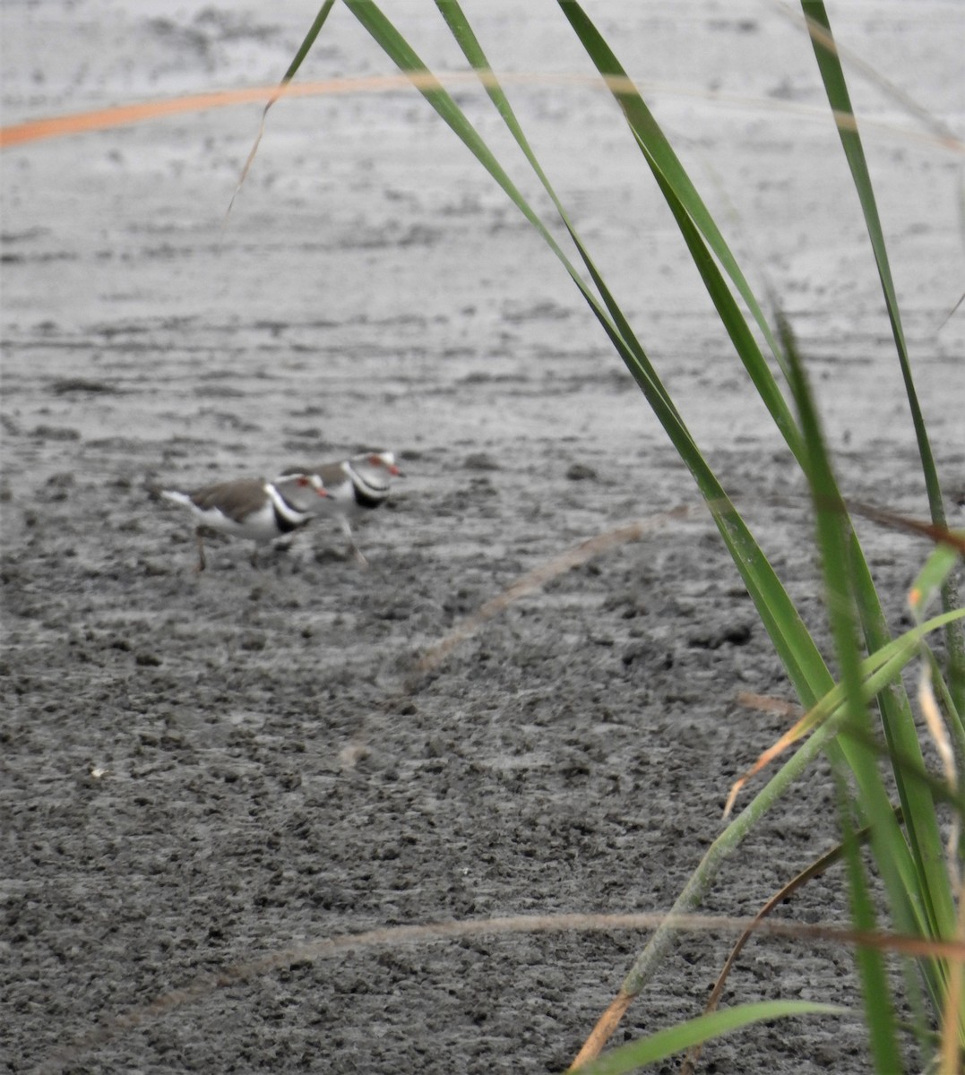 Three-banded Plover - ML187913671