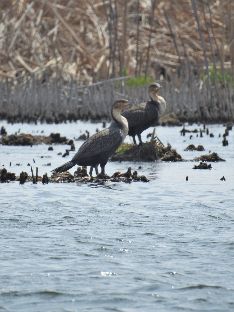 Great Cormorant (White-breasted) - ML187914131